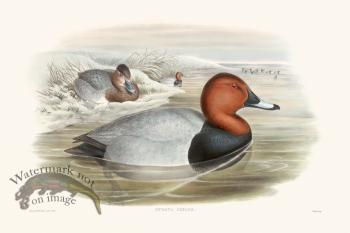 Gould Waterfowl 05